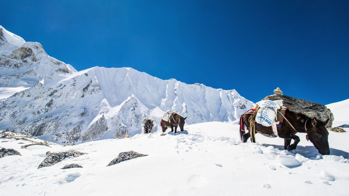 Larkya Pass during autumn season