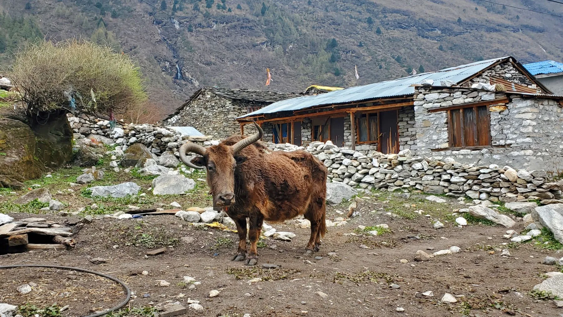 Manaslu Circuit Trek in October festivals