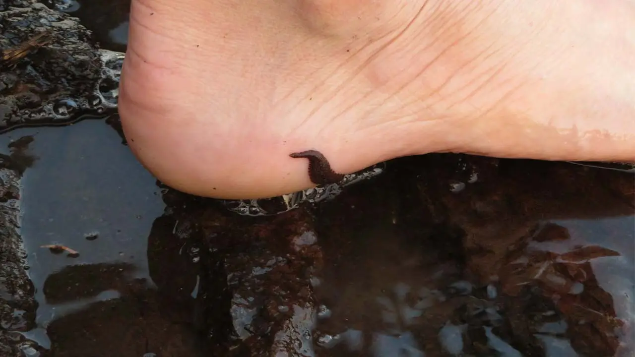 How to Get Rid of Leeches While Trekking