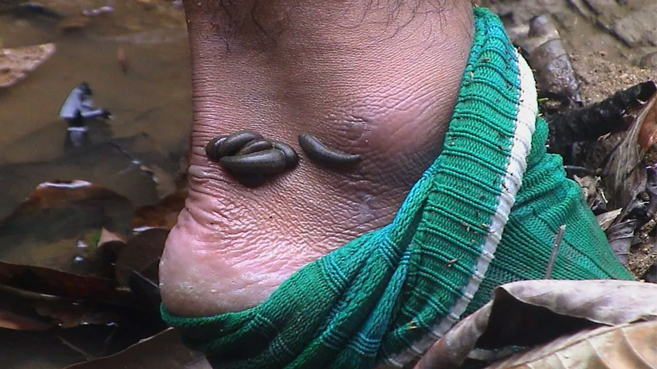 How to Avoid Leeches During Trek